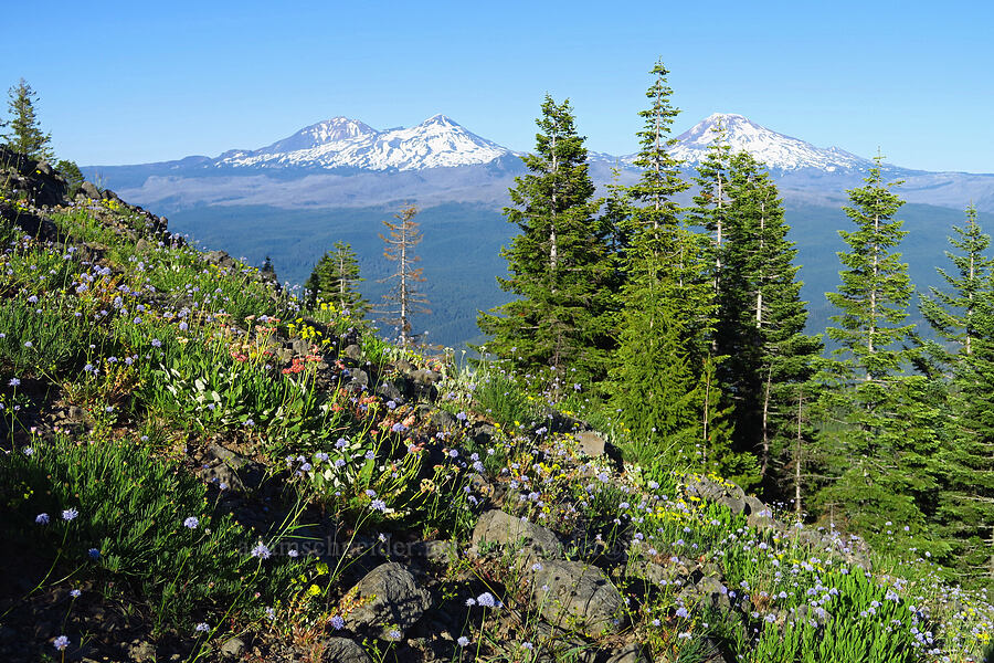 wildflowers & Three Sisters [Horsepasture Mountain, Willamette National Forest, Lane County, Oregon]