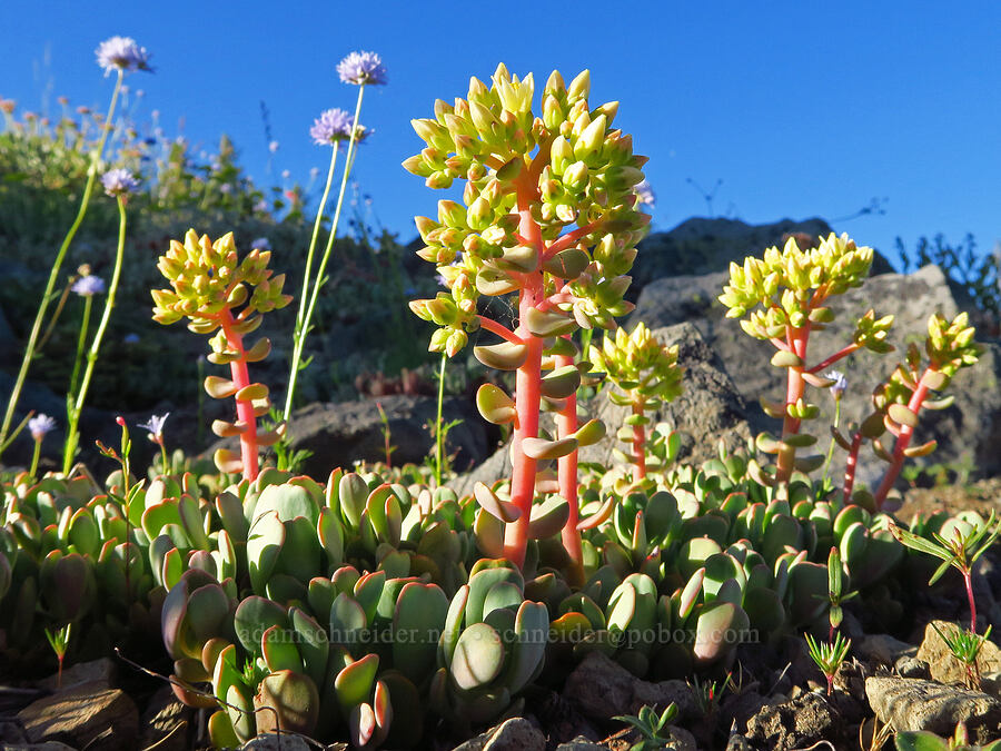 creamy stonecrop (Sedum oregonense) [Horsepasture Mountain, Willamette National Forest, Lane County, Oregon]