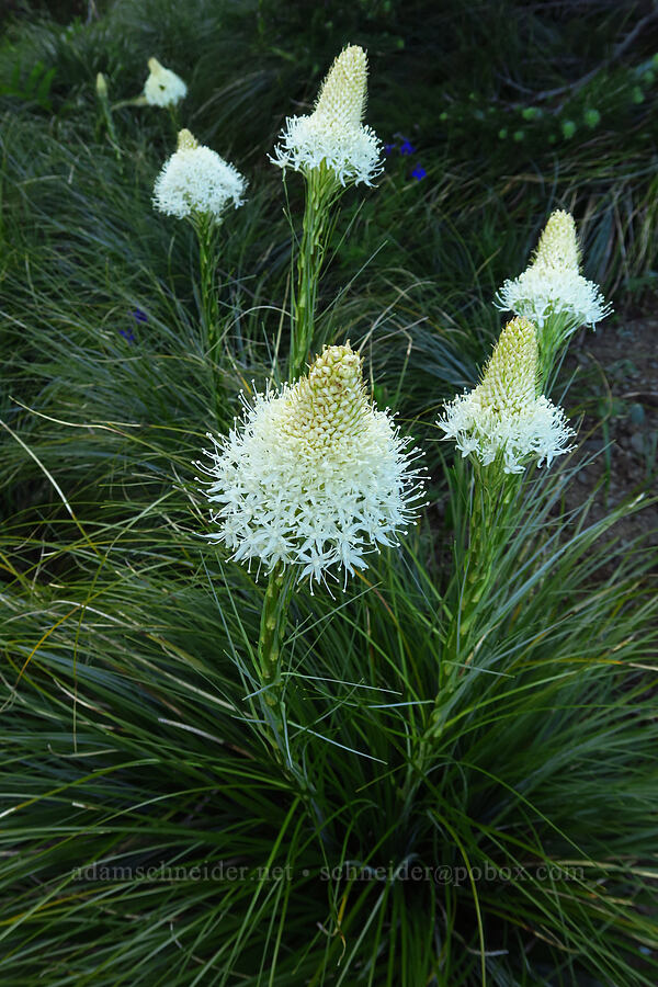 beargrass (Xerophyllum tenax) [Horsepasture Mountain, Willamette National Forest, Lane County, Oregon]