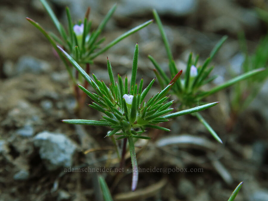 mountain navarretia (Navarretia divaricata) [Horsepasture Mountain, Willamette National Forest, Lane County, Oregon]