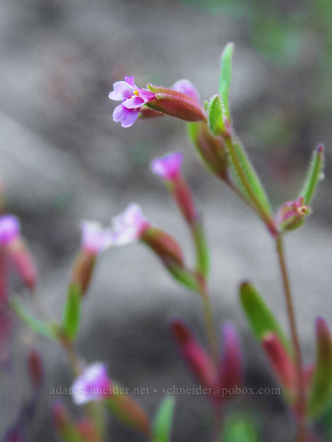 Brewer's monkeyflower (Erythranthe breweri (Mimulus breweri)) [Horsepasture Mountain, Willamette National Forest, Lane County, Oregon]