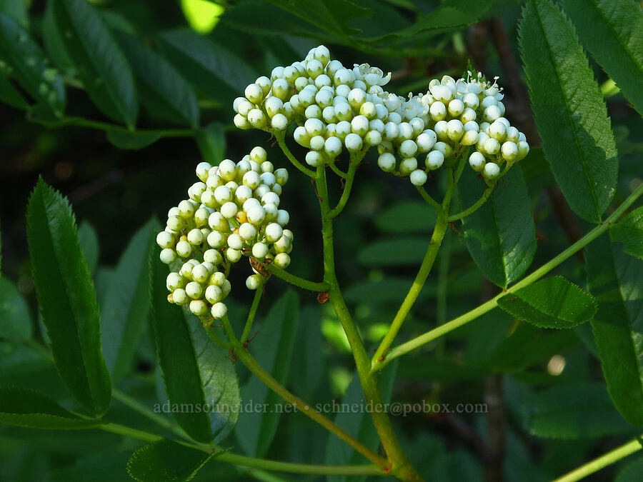 Cascade mountain-ash, budding (Sorbus scopulina) [Horsepasture Mountain, Willamette National Forest, Lane County, Oregon]