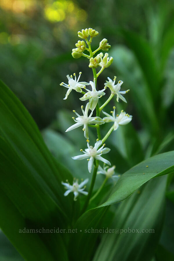 starry false solomon's-seal (Maianthemum stellatum (Smilacina stellata)) [Horsepasture Mountain, Willamette National Forest, Lane County, Oregon]