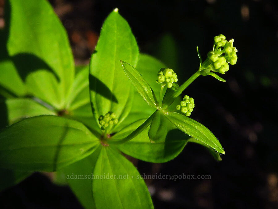 Oregon bedstraw, budding (Galium oreganum) [Horsepasture Mountain, Willamette National Forest, Lane County, Oregon]