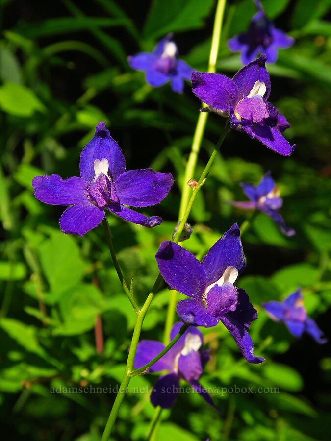 Menzies' larkspur (Delphinium menziesii) [Horsepasture Mountain, Willamette National Forest, Lane County, Oregon]