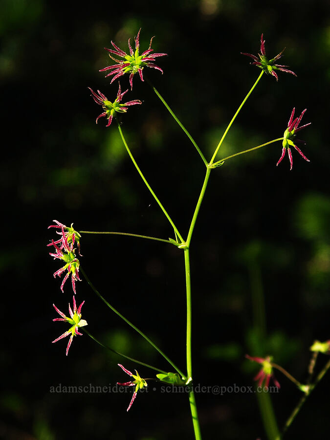 western meadow-rue (female flowers) (Thalictrum occidentale) [Horsepasture Mountain, Willamette National Forest, Lane County, Oregon]