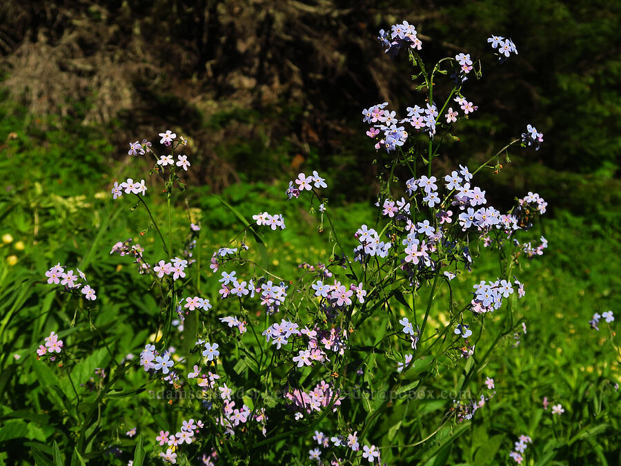 blue stick-seed (Hackelia micrantha (Hackelia jessicae)) [Horsepasture Mountain, Willamette National Forest, Lane County, Oregon]