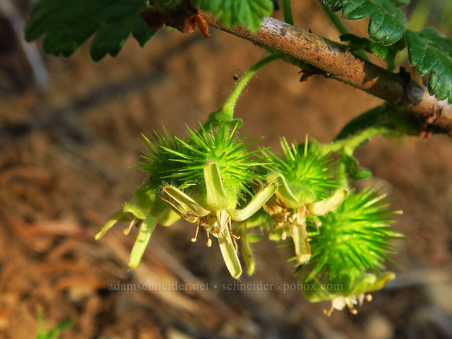 trailing gooseberry flowers (Ribes binominatum) [Horsepasture Mountain, Willamette National Forest, Lane County, Oregon]