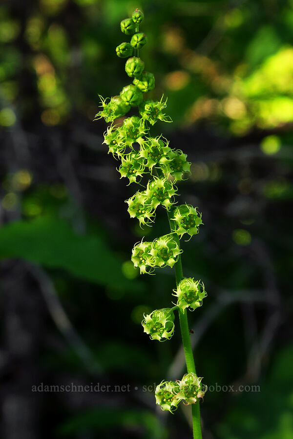 fringe-cups (Tellima grandiflora) [Horsepasture Mountain, Willamette National Forest, Lane County, Oregon]