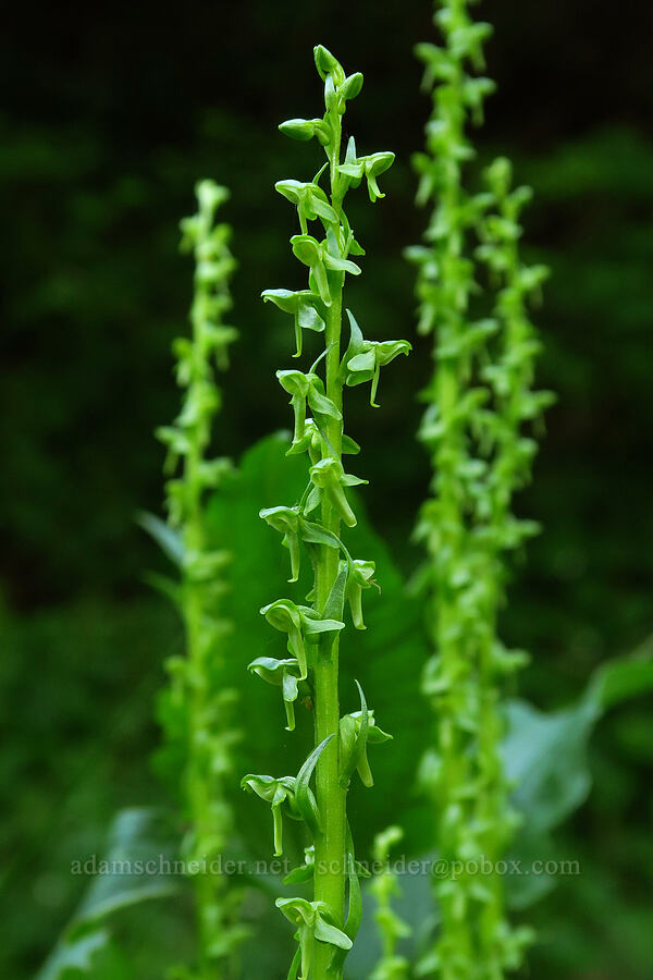 slender bog orchids (Platanthera stricta (Piperia stricta)) [Forest Road 1993, Willamette National Forest, Lane County, Oregon]