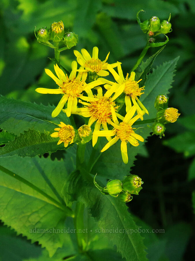 arrow-leaf groundsel (Senecio triangularis) [Forest Road 1993, Willamette National Forest, Lane County, Oregon]