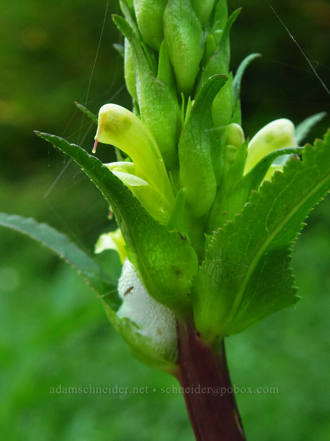 bracted lousewort (Pedicularis bracteosa) [Forest Road 1993, Willamette National Forest, Lane County, Oregon]