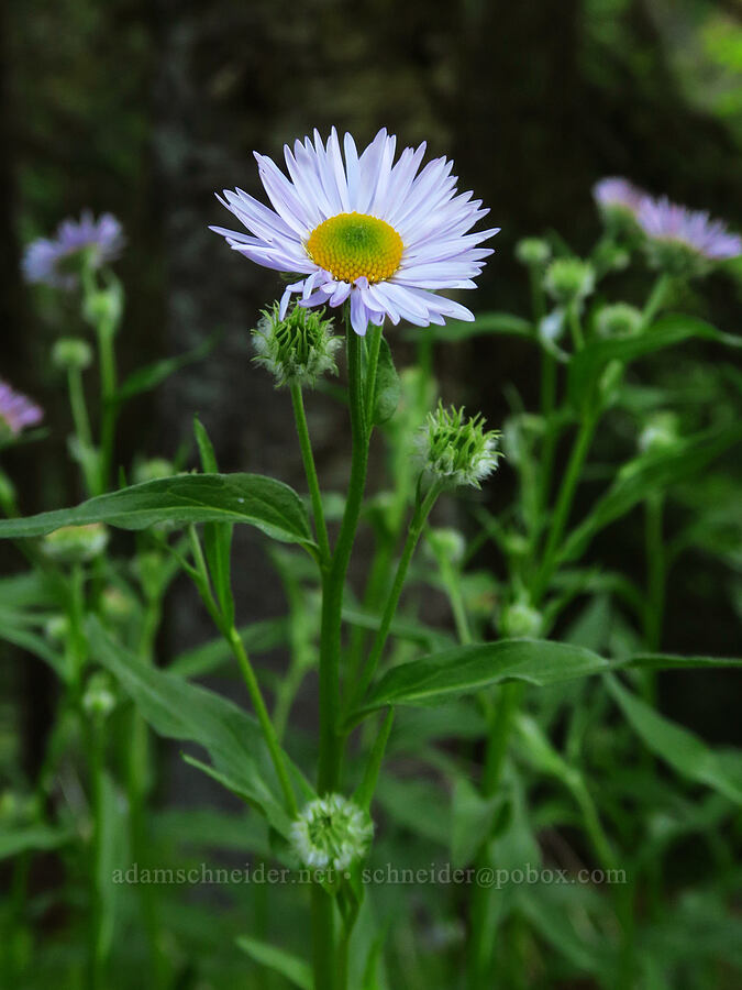 Alice's fleabane (Erigeron aliceae) [Forest Road 1993, Willamette National Forest, Lane County, Oregon]