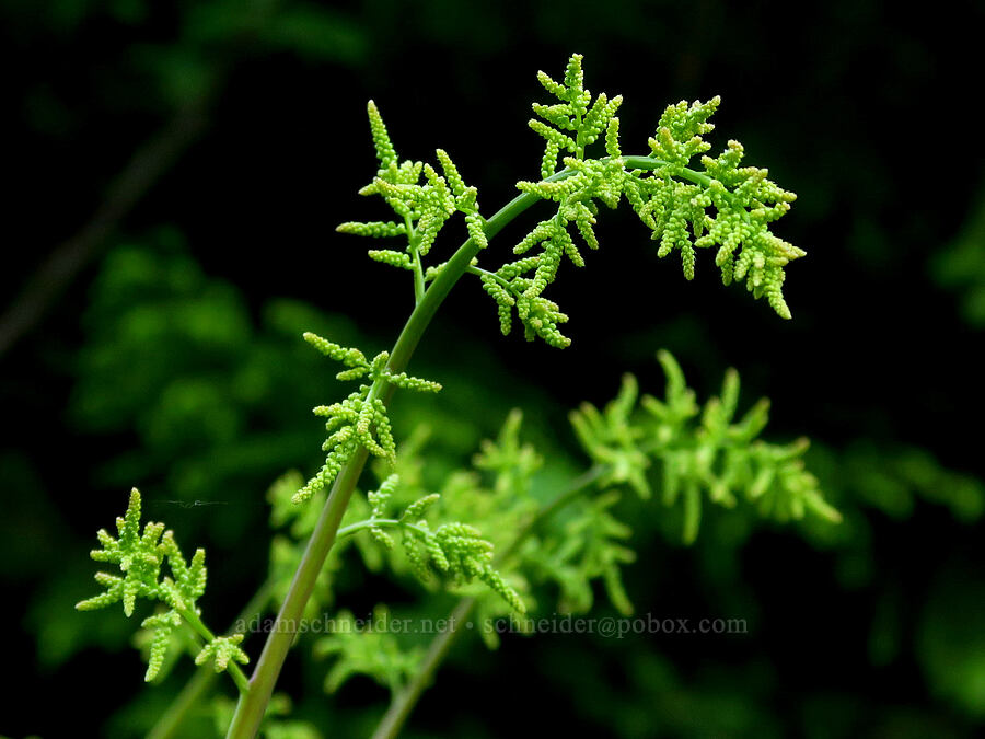 goat's-beard, budding (Aruncus dioicus (Aruncus sylvester)) [Forest Road 1993, Willamette National Forest, Lane County, Oregon]