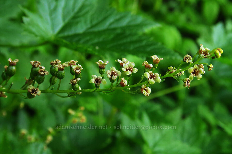 stink currant flowers (Ribes bracteosum) [Forest Road 1993, Willamette National Forest, Lane County, Oregon]