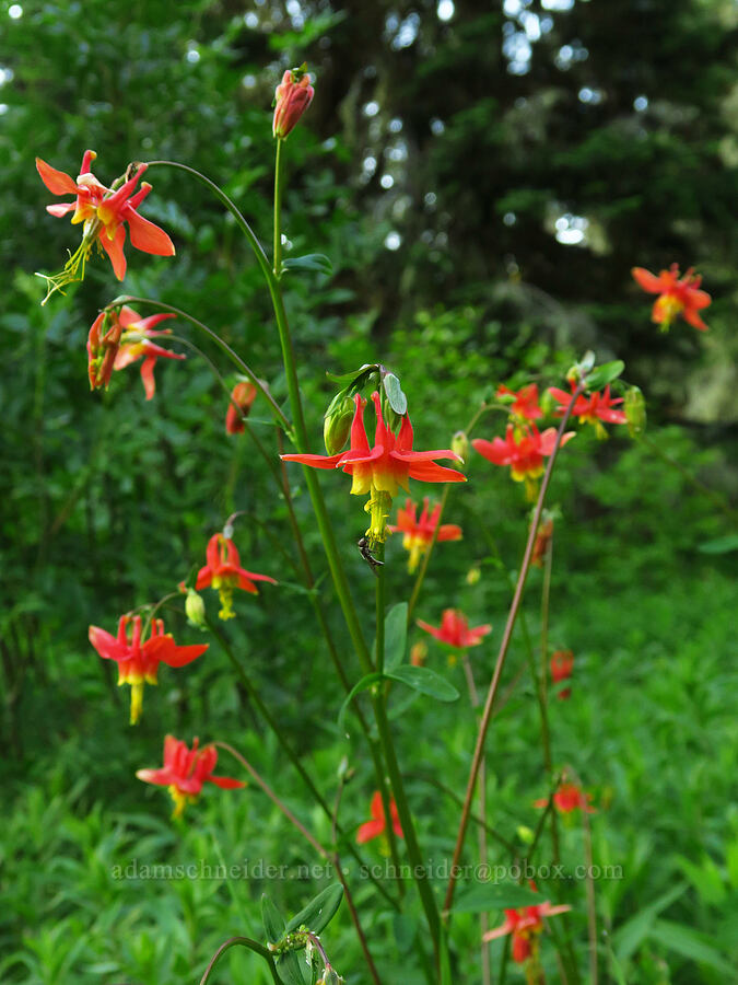 western columbine (Aquilegia formosa) [Forest Road 1993, Willamette National Forest, Lane County, Oregon]