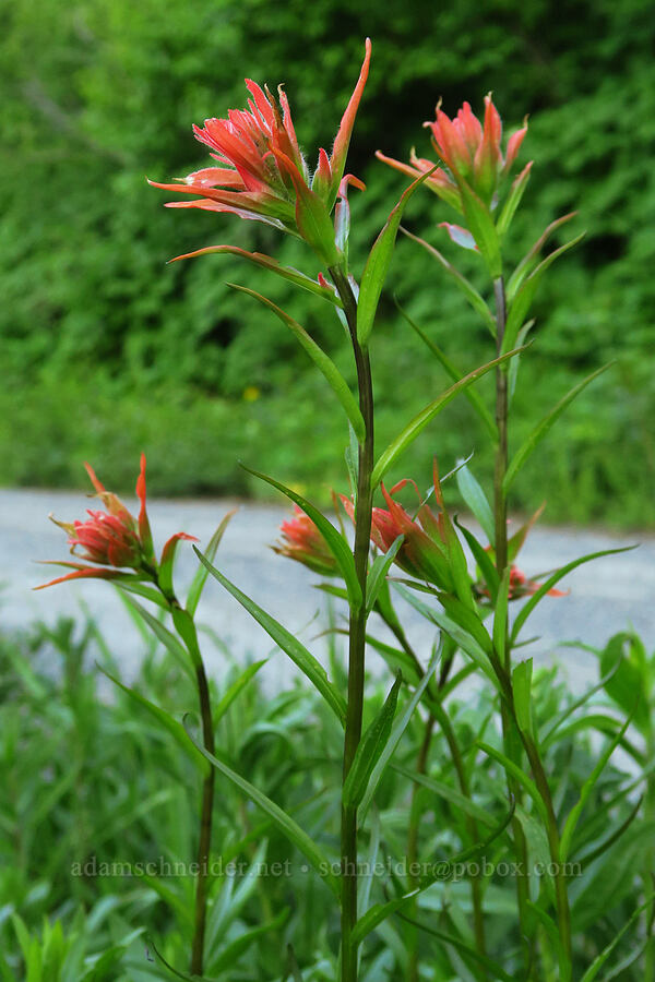 scarlet paintbrush (Castilleja miniata) [Forest Road 1993, Willamette National Forest, Lane County, Oregon]