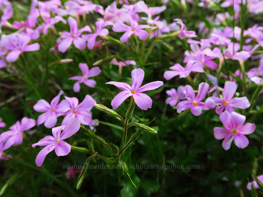 woodland phlox (Phlox adsurgens) [Forest Road 1993, Willamette National Forest, Lane County, Oregon]