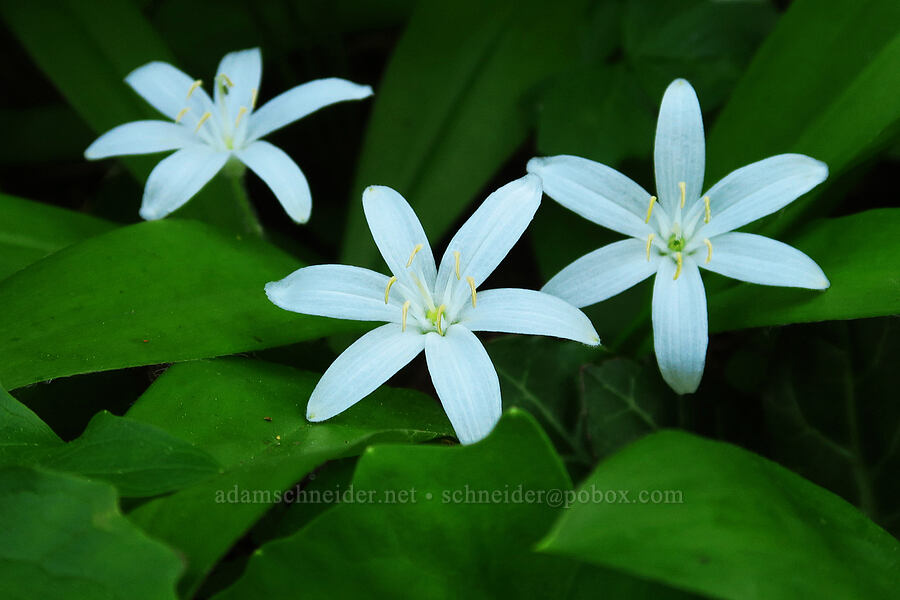 bead lilies (Clintonia uniflora) [Horsepasture Mountain Trailhead, Willamette National Forest, Lane County, Oregon]