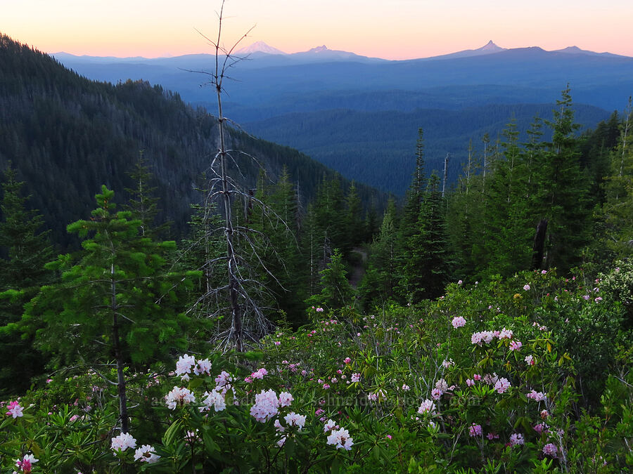 volcanoes & rhododendrons (Rhododendron macrophyllum) [Forest Road 1993, Willamette National Forest, Lane County, Oregon]