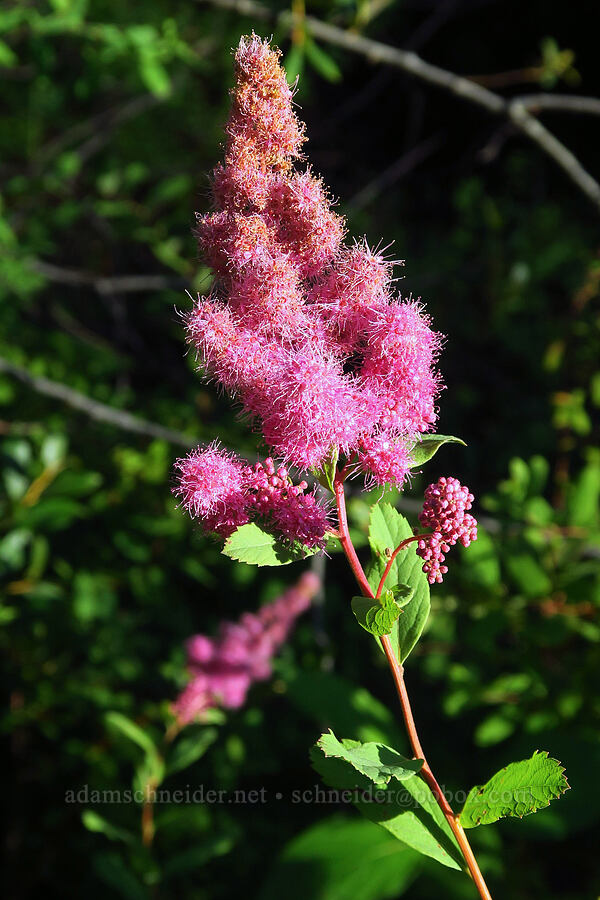 Douglas' spirea (Spiraea douglasii) [Mint Marsh, Olympic National Forest, Mason County, Washington]