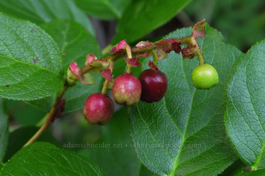 salal berries (Gaultheria shallon) [Mint Marsh, Olympic National Forest, Mason County, Washington]