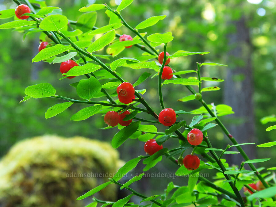 red huckleberries (Vaccinium parvifolium) [Mint Marsh, Olympic National Forest, Mason County, Washington]