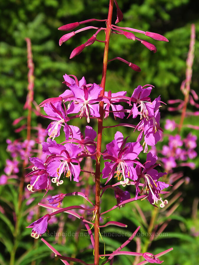 fireweed (Chamerion angustifolium (Chamaenerion angustifolium) (Epilobium angustifolium)) [Mt. Ellinor Upper Trailhead, Olympic National Forest, Mason County, Washington]