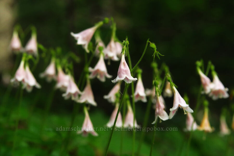 twinflower (Linnaea borealis) [Upper Mt. Ellinor Trail, Olympic National Forest, Mason County, Washington]