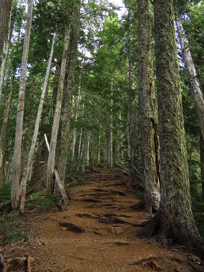 the trail [Upper Mt. Ellinor Trail, Olympic National Forest, Mason County, Washington]