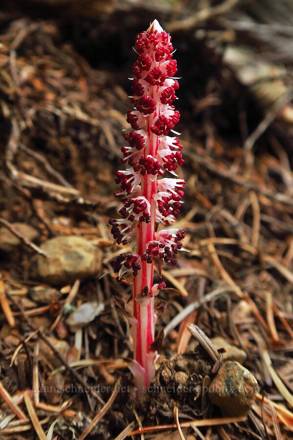 candystick/sugar-stick (Allotropa virgata) [Upper Mt. Ellinor Trail, Olympic National Forest, Mason County, Washington]