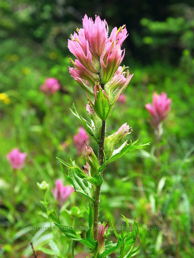 Olympic paintbrush (Castilleja parviflora var. olympica) [Mt. Ellinor winter route, Olympic National Forest, Mason County, Washington]