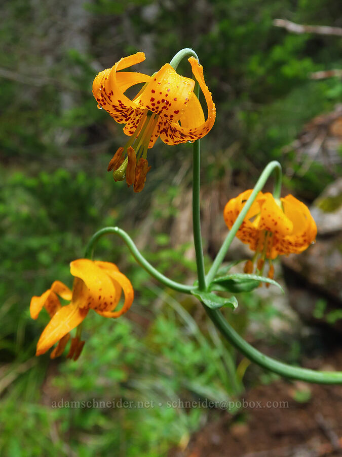 Columbia tiger lilies (Lilium columbianum) [Mt. Ellinor winter route, Olympic National Forest, Mason County, Washington]