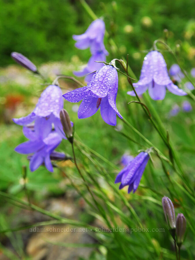 harebells (Campanula petiolata (Campanula rotundifolia)) [Mt. Ellinor winter route, Olympic National Forest, Mason County, Washington]