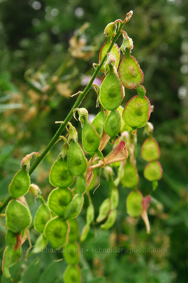 western sweet-vetch seed pods (Hedysarum occidentale) [Mt. Ellinor winter route, Olympic National Forest, Mason County, Washington]