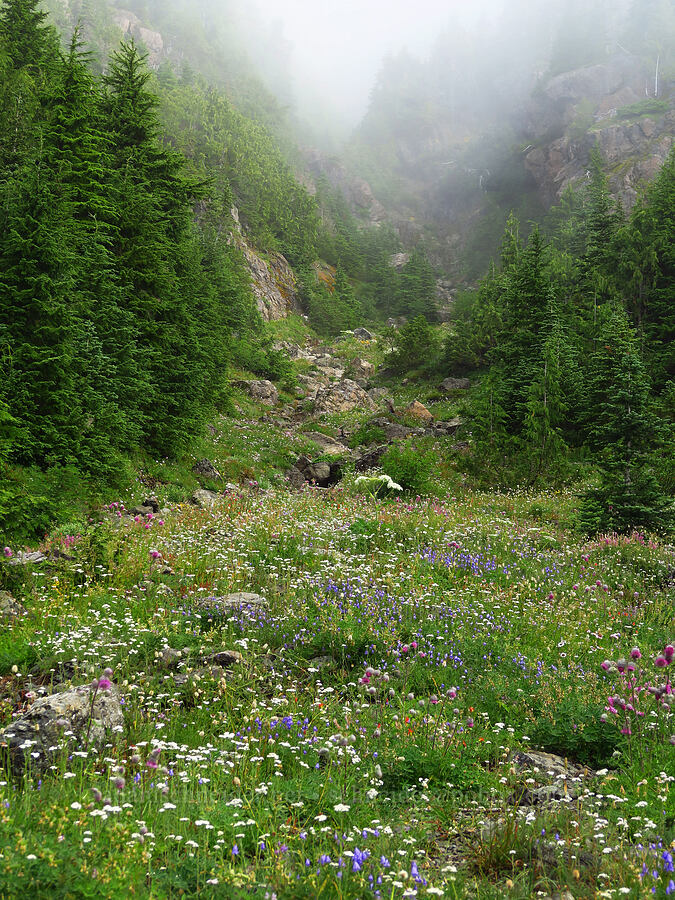 wildflowers [Mt. Ellinor winter route, Olympic National Forest, Mason County, Washington]