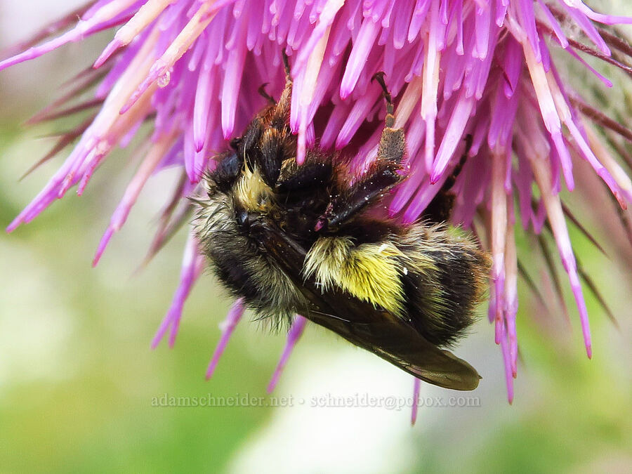 Sitka bumblebee & edible thistle (Bombus sitkensis, Cirsium edule) [Mt. Ellinor winter route, Olympic National Forest, Mason County, Washington]