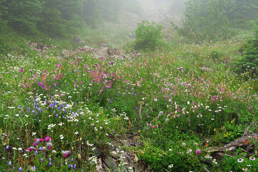 wildflowers [Mt. Ellinor winter route, Olympic National Forest, Mason County, Washington]