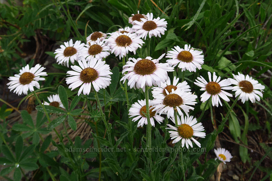 subalpine fleabane (Erigeron glacialis var. glacialis) [Mt. Ellinor winter route, Olympic National Forest, Mason County, Washington]