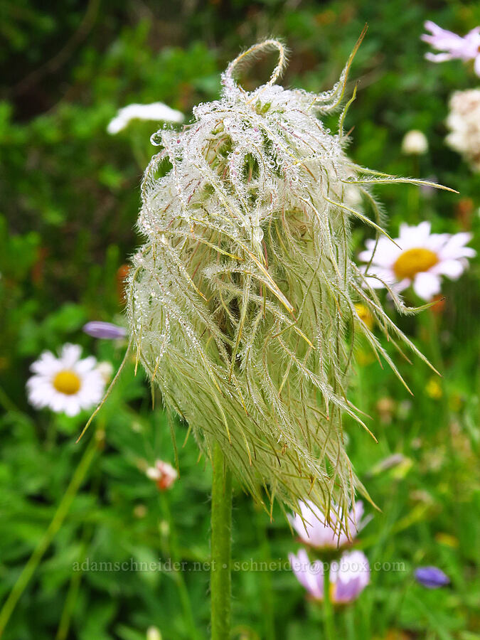 western pasqueflower seed head (Anemone occidentalis (Pulsatilla occidentalis)) [Mt. Ellinor winter route, Olympic National Forest, Mason County, Washington]