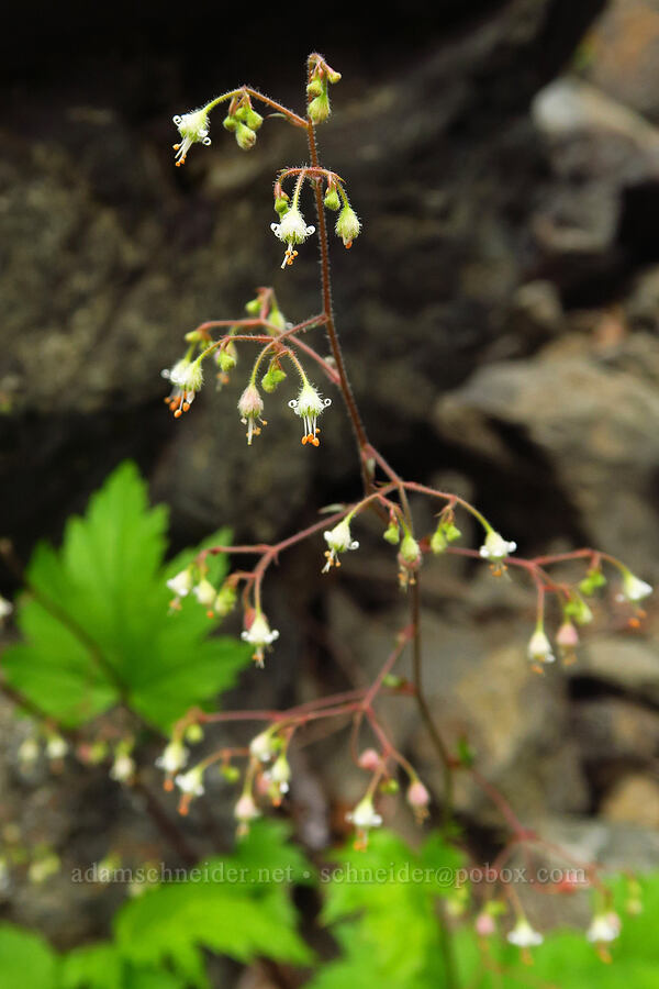 small-flowered alumroot (Heuchera micrantha var. diversifolia) [Mt. Ellinor winter route, Olympic National Forest, Mason County, Washington]