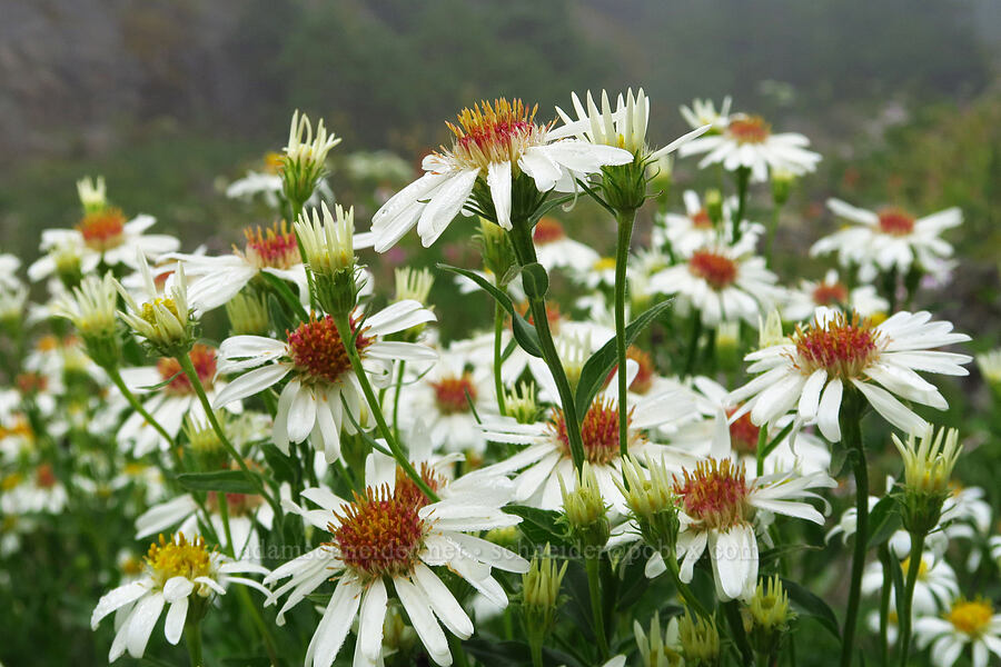 Olympic asters (Doellingeria paucicapitata (Eucephalus paucicapitatus) (Aster paucicapitatus)) [Mt. Ellinor winter route, Olympic National Forest, Mason County, Washington]