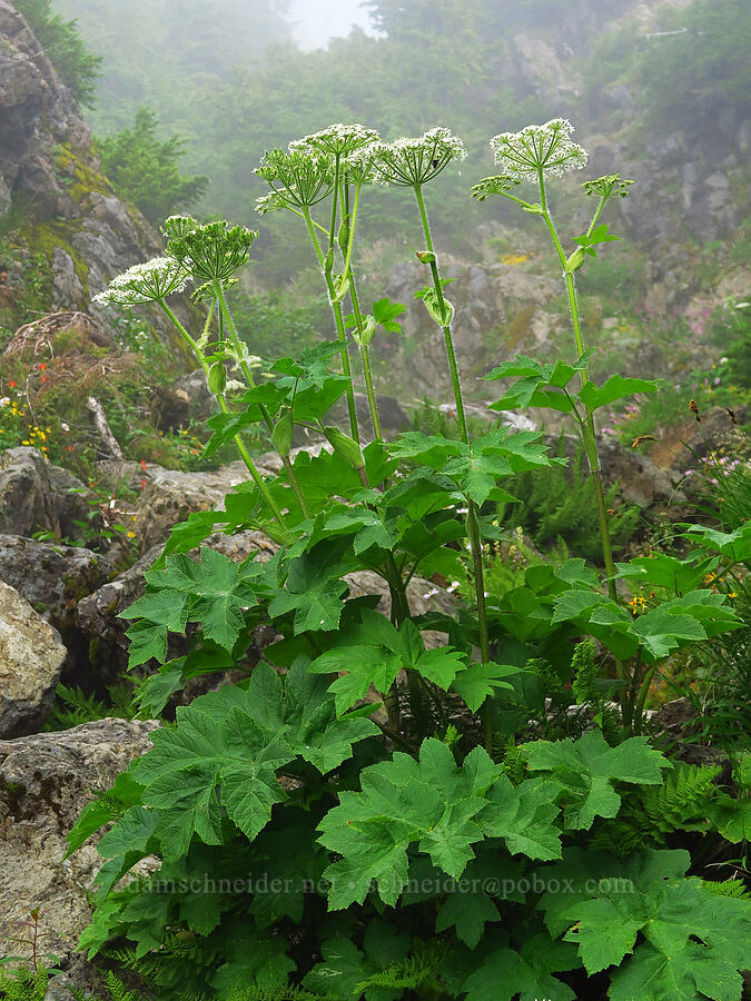 cow parsnip (Heracleum maximum) [Mt. Ellinor winter route, Olympic National Forest, Mason County, Washington]