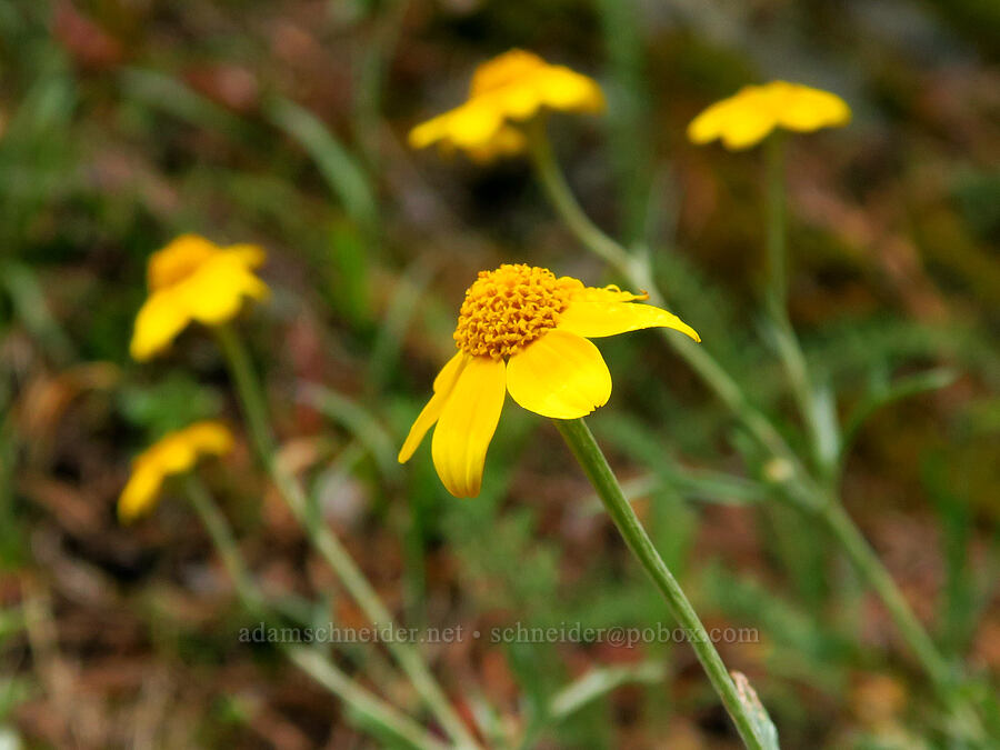 Oregon sunshine (Eriophyllum lanatum) [Mt. Ellinor winter route, Olympic National Forest, Mason County, Washington]