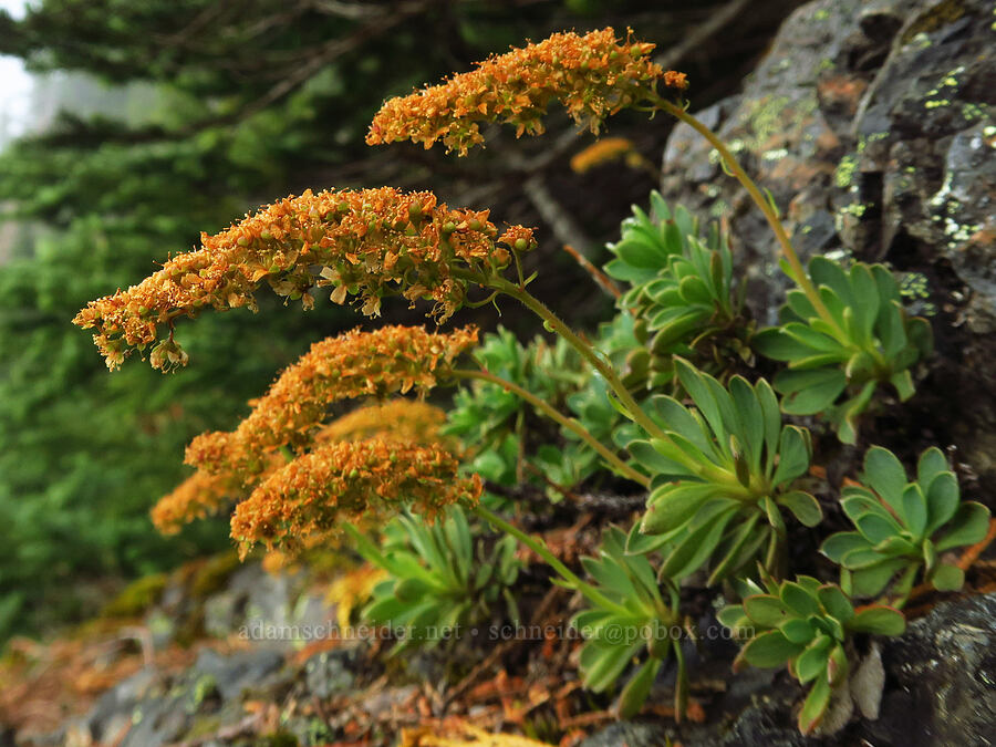 Olympic rock-mat, going to seed (Petrophytum hendersonii (Petrophyton hendersonii)) [Mt. Ellinor winter route, Olympic National Forest, Mason County, Washington]