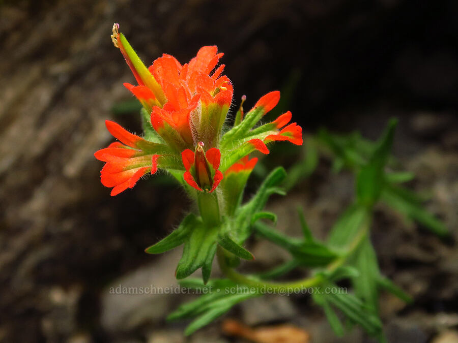 harsh paintbrush (Castilleja hispida var. hispida) [Mt. Ellinor winter route, Olympic National Forest, Mason County, Washington]