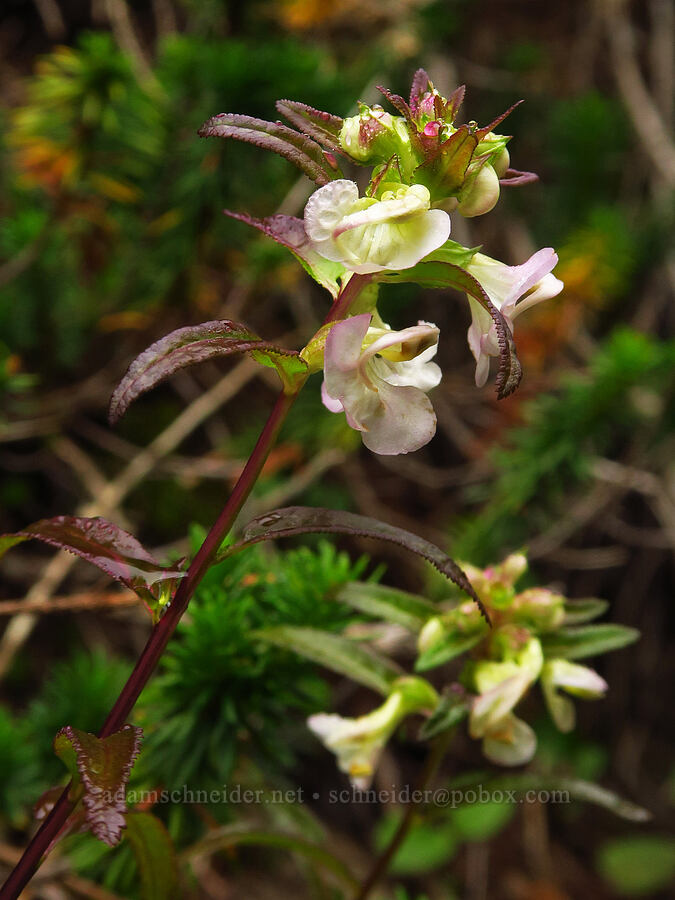 sickle-top lousewort (Pedicularis racemosa) [Mt. Ellinor winter route, Olympic National Forest, Mason County, Washington]