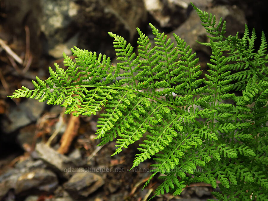 alpine lady fern (Athyrium americanum (Athyrium distentifolium var. americanum) (Athyrium alpestre ssp. americanum)) [Mt. Ellinor winter route, Olympic National Forest, Mason County, Washington]