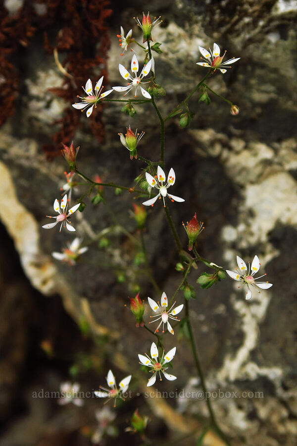 rusty saxifrage (Micranthes ferruginea (Saxifraga ferruginea)) [Mt. Ellinor winter route, Olympic National Forest, Mason County, Washington]