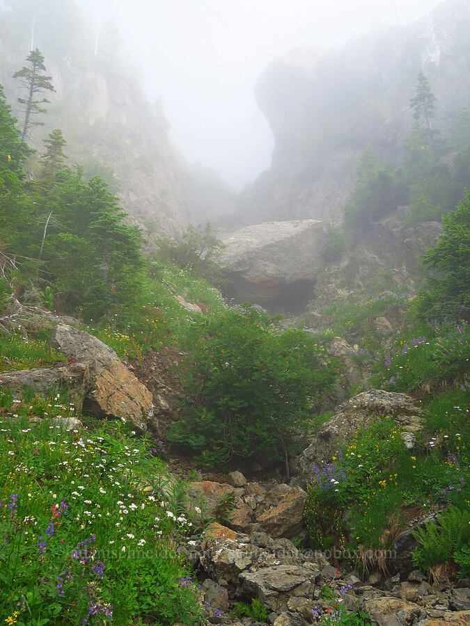 wildflowers & clouds [Mt. Ellinor winter route, Olympic National Forest, Mason County, Washington]